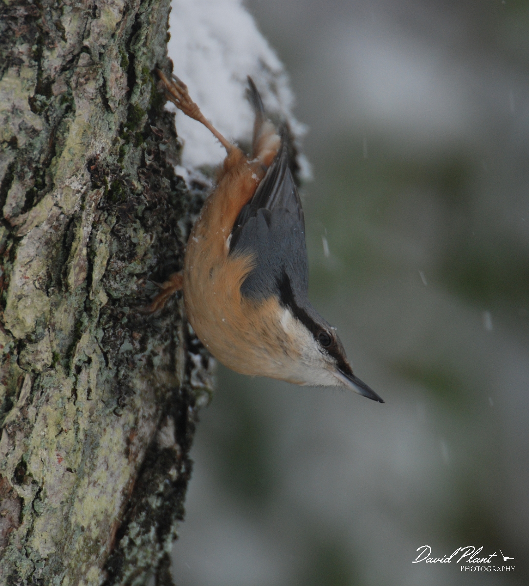 David Plant Photography - Wildlife Photographer - Nuthatch - Q.JPG - Nuthatch on a snowy day - Gloucestershire