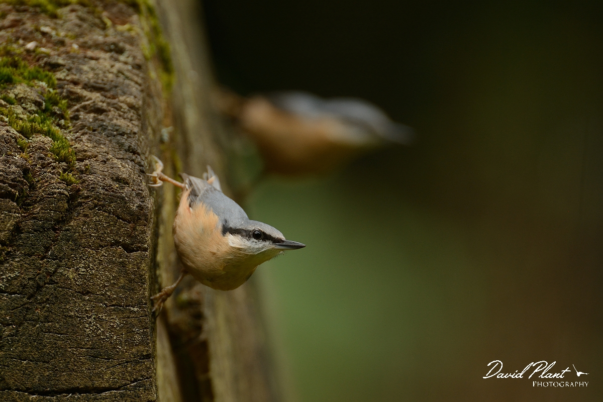 David Plant Photography - Wildlife Photography - Nuthatch - S.jpg