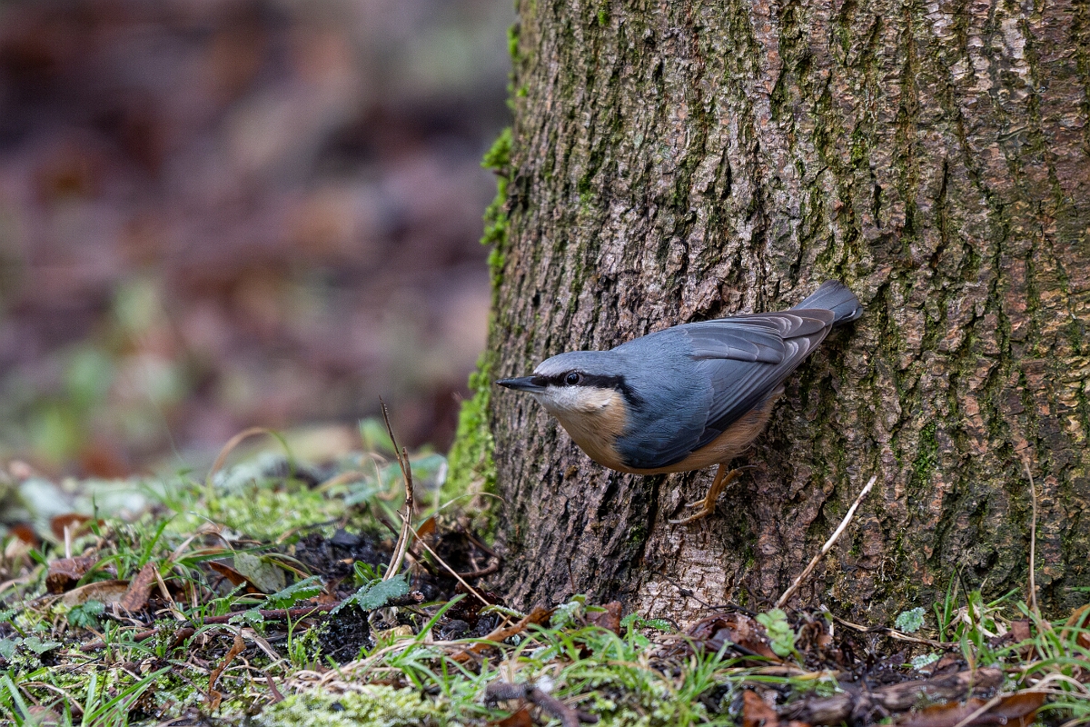 David Plant Photography - Wildlife Photography - Nuthatch - T.jpg - Nuthatch - Gloucestershire