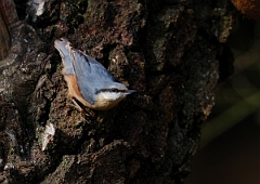 David Plant Photography - Wildlife Photographer - Nuthatch - A