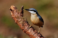 David Plant Photography - Wildlife Photographer - Nuthatch - C