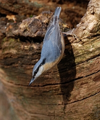 David Plant Photography - Wildlife Photographer - Nuthatch - D