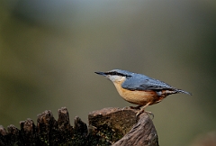 David Plant Photography - Wildlife Photographer - Nuthatch - L