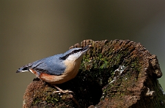 David Plant Photography - Wildlife Photographer - Nuthatch - M