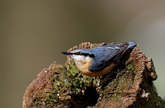 David Plant Photography - Wildlife Photographer - Nuthatch - N