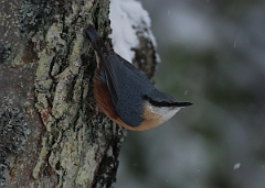 David Plant Photography - Wildlife Photographer - Nuthatch - P