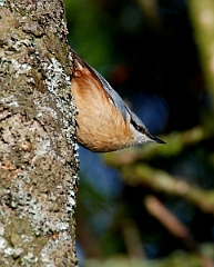 David Plant Photography - Wildlife Photographer - Nuthatch - R