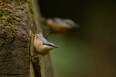 David Plant Photography - Wildlife Photography - Nuthatch - S