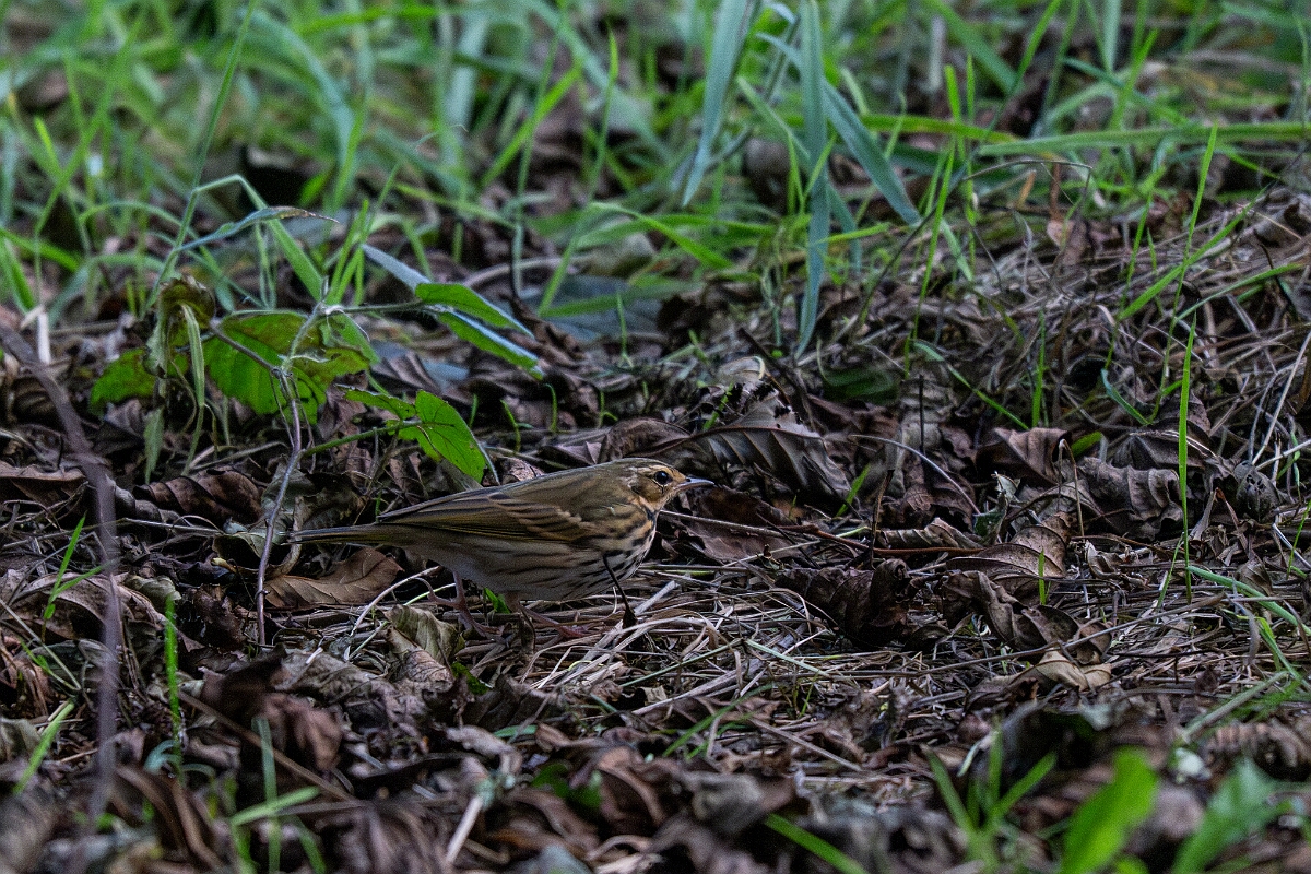David Plant Photography - Wildlife Photographer - Olive-backed pipit - B.jpg - Olive-backed pipit - East Riding of Yorkshire