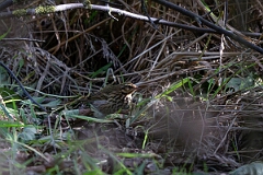David Plant Photography - Wildlife Photographer - Olive-backed pipit - A