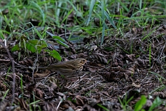 David Plant Photography - Wildlife Photographer - Olive-backed pipit - B