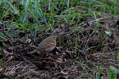 David Plant Photography - Wildlife Photographer - Olive-backed pipit - C