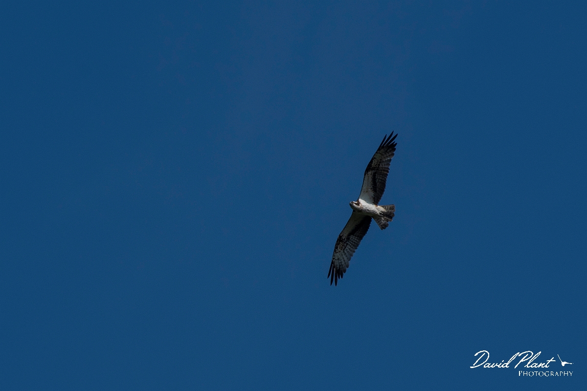 David Plant Photography - Wildlife Photography - Osprey - A.JPG - Osprey in flight - Cairngorms