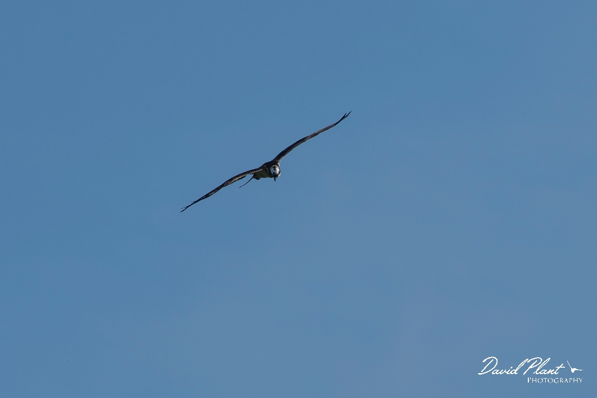 David Plant Photography - Wildlife Photography - Osprey - B.JPG - Osprey in flight - Cairngorms