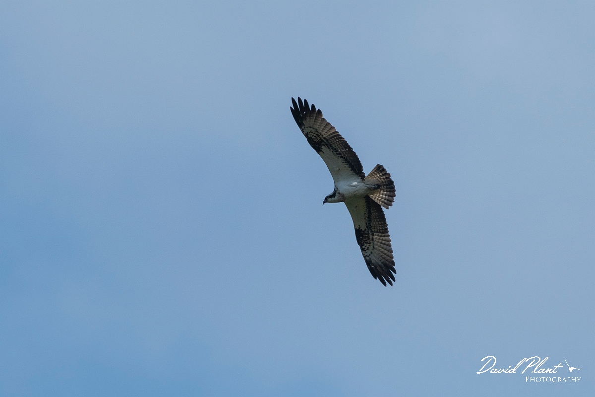 David Plant Photography - Wildlife Photography - Osprey - D.JPG - Osprey in flight - Cairngorms