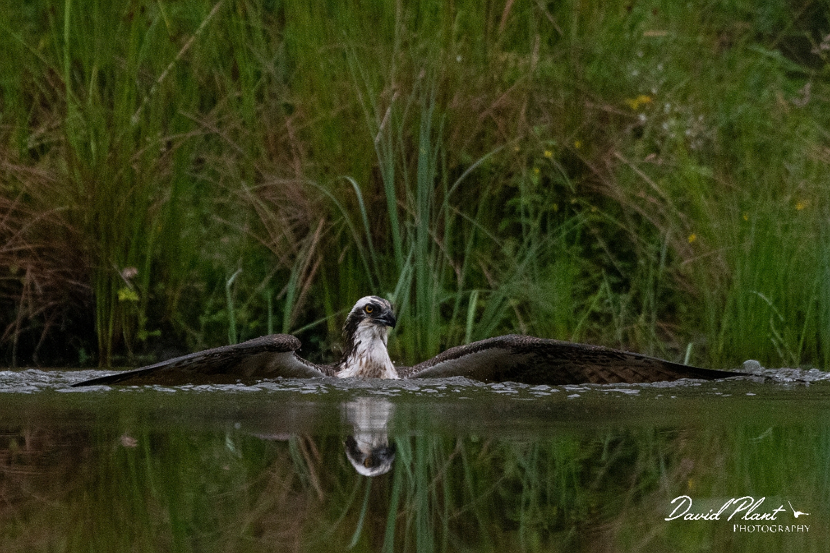 David Plant Photography - Wildlife Photography - Osprey - F.JPG - Osprey in pond - Cairngorms
