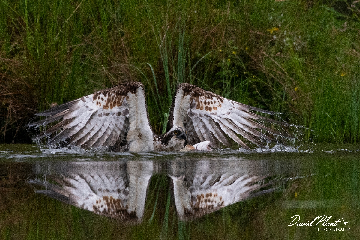 David Plant Photography - Wildlife Photography - Osprey - G.JPG - Osprey in pond - Cairngorms