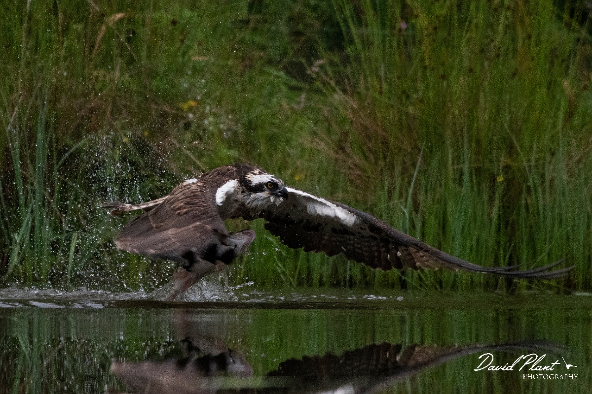 David Plant Photography - Wildlife Photography - Osprey - H.JPG - Osprey with rainbow trout - Cairngorms