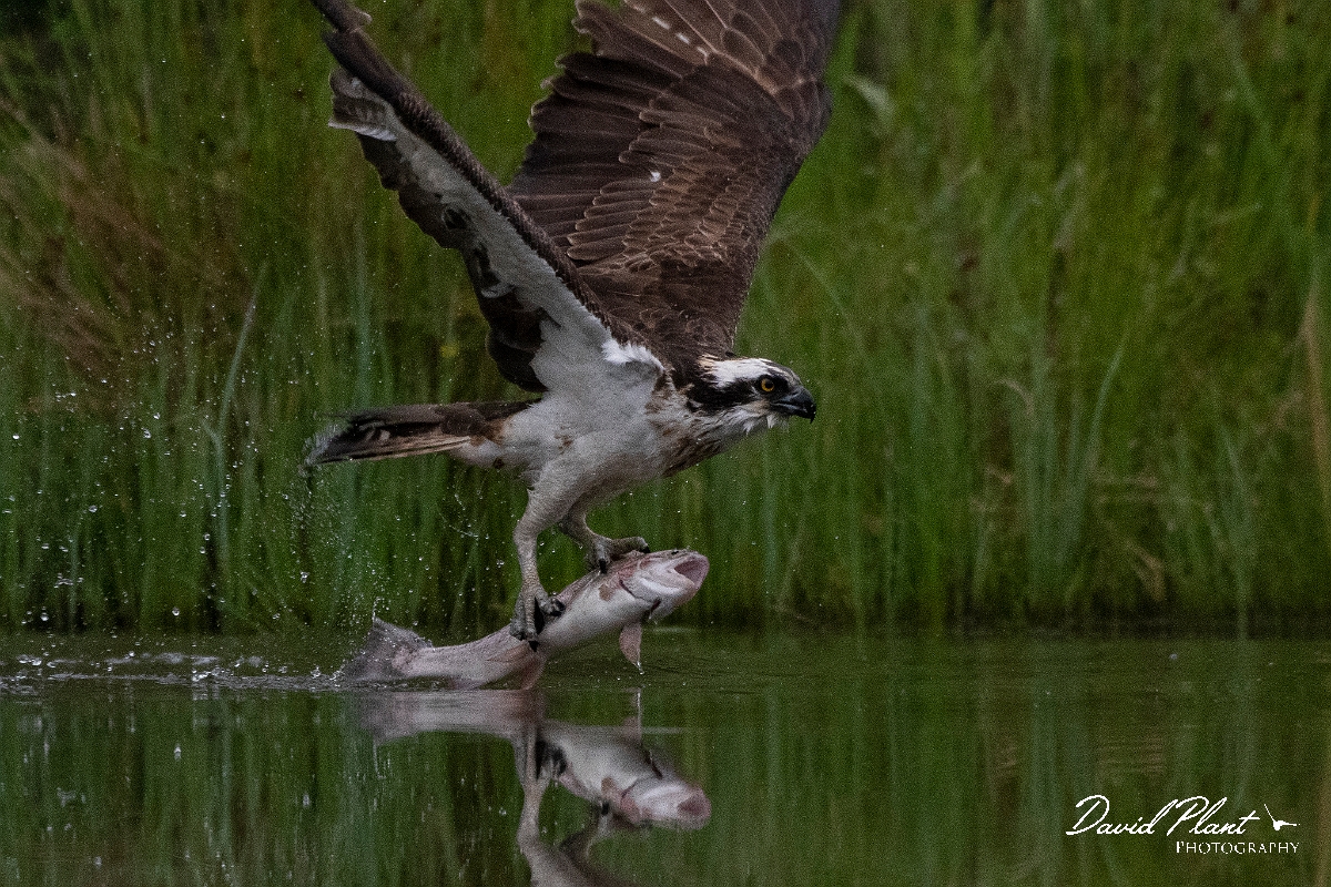 David Plant Photography - Wildlife Photography - Osprey - I.JPG - Osprey with rainbow trout - Cairngorms