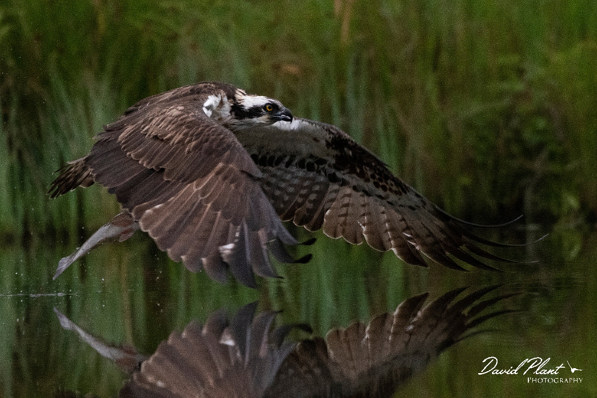 David Plant Photography - Wildlife Photography - Osprey - K.JPG - Osprey with rainbow trout - Cairngorms