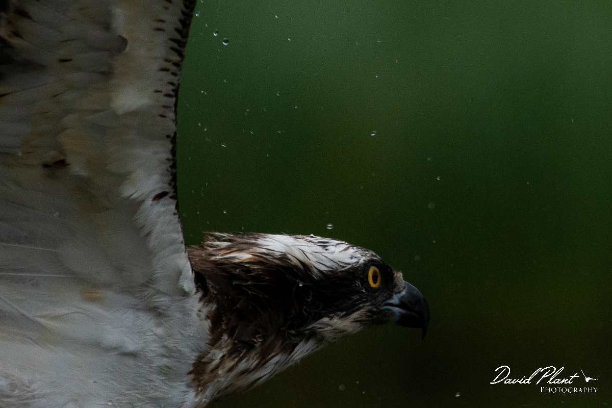 David Plant Photography - Wildlife Photography - Osprey - M.JPG - Osprey head - Cairngorms