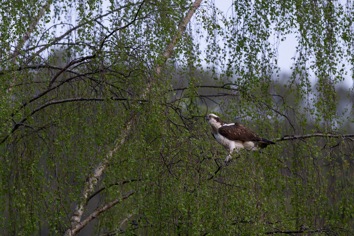 David Plant Photography - Wildlife Photography - Osprey - P.jpg - Osprey in tree - Cairngorms