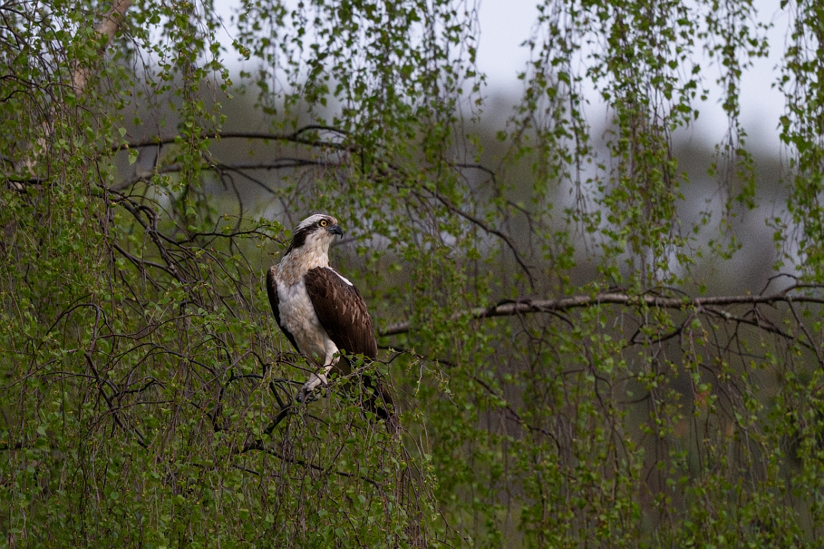 David Plant Photography - Wildlife Photography - Osprey - Q.jpg - Osprey in tree - Cairngorms