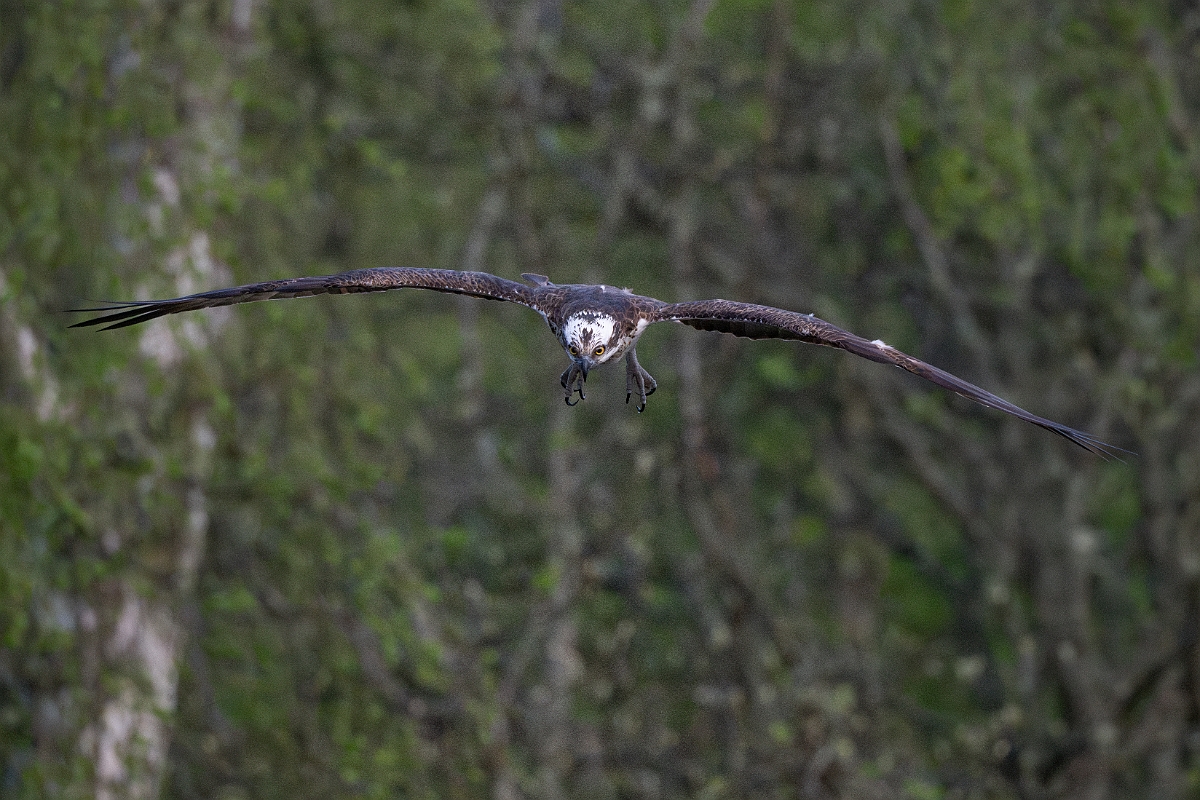 David Plant Photography - Wildlife Photography - Osprey - R.jpg - Osprey in flight - Cairngorms