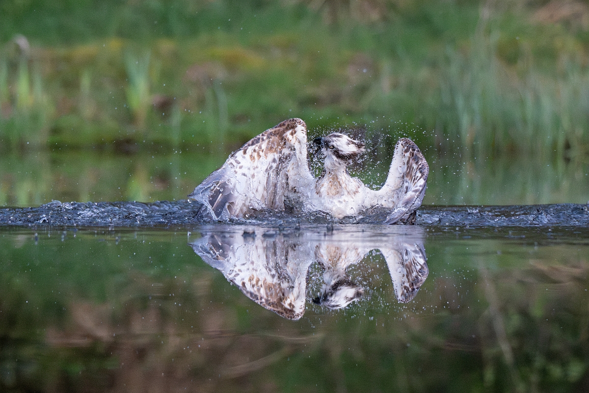 David Plant Photography - Wildlife Photography - Osprey - S.jpg - Osprey - Cairngorms