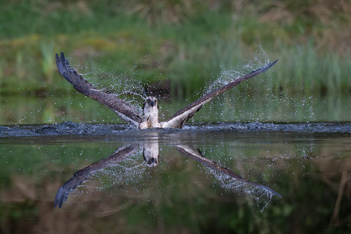 David Plant Photography - Wildlife Photography - Osprey - T.jpg - Osprey - Cairngorms