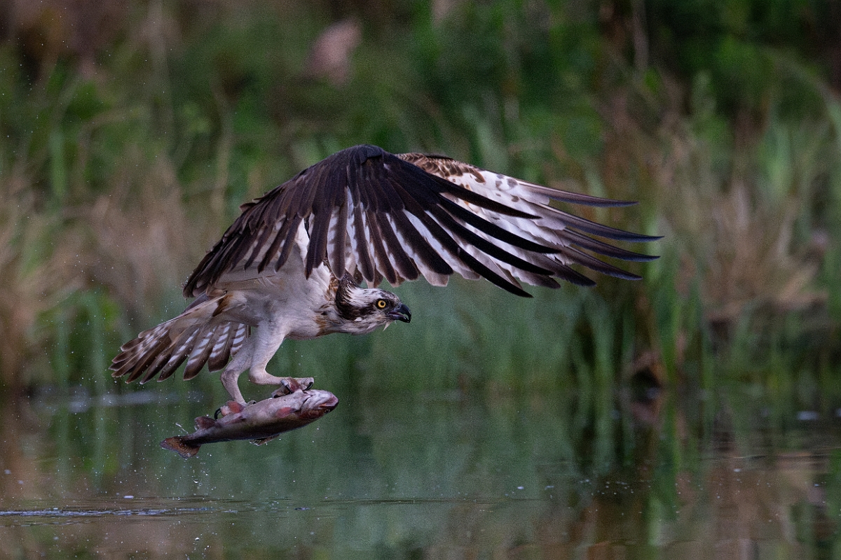 David Plant Photography - Wildlife Photography - Osprey - Y.jpg - Osprey with fish - Cairngorms