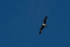 David Plant Photography - Wildlife Photography - Osprey - A