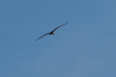 David Plant Photography - Wildlife Photography - Osprey - B