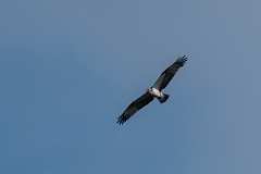 David Plant Photography - Wildlife Photography - Osprey - C