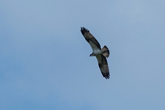 David Plant Photography - Wildlife Photography - Osprey - D