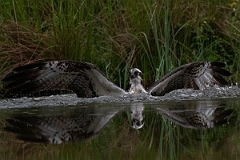 David Plant Photography - Wildlife Photography - Osprey - E