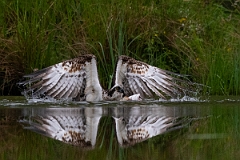David Plant Photography - Wildlife Photography - Osprey - G