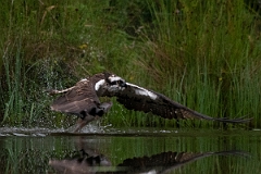 David Plant Photography - Wildlife Photography - Osprey - H