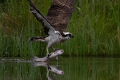 David Plant Photography - Wildlife Photography - Osprey - I