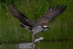 David Plant Photography - Wildlife Photography - Osprey - J