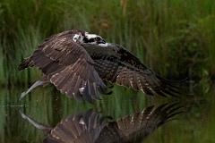 David Plant Photography - Wildlife Photography - Osprey - K