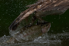 David Plant Photography - Wildlife Photography - Osprey - L