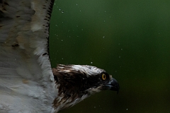 David Plant Photography - Wildlife Photography - Osprey - M