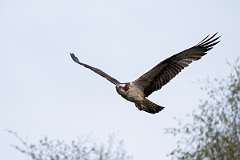 David Plant Photography - Wildlife Photography - Osprey - N
