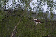 David Plant Photography - Wildlife Photography - Osprey - P