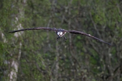 David Plant Photography - Wildlife Photography - Osprey - R