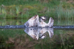 David Plant Photography - Wildlife Photography - Osprey - S