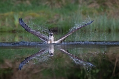 David Plant Photography - Wildlife Photography - Osprey - T