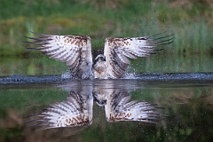 David Plant Photography - Wildlife Photography - Osprey - U