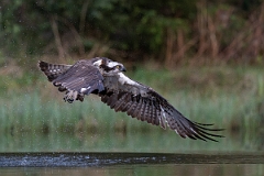 David Plant Photography - Wildlife Photography - Osprey - V